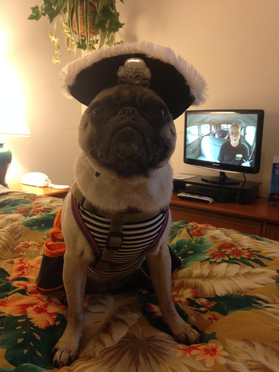 Pia_Pia_the_Pug's tweet image. Pia Pia, the pirate.  #BlogPawsHalloween