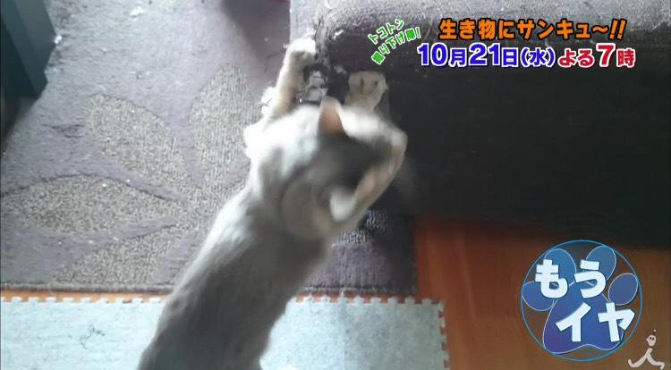 ねこナビ ねこ番組 トコトン掘り下げ隊 生き物にサンキュー だから猫が大嫌い 2時間sp が夜7時から放送されます 猫が嫌いな方は猫が好きになっちゃうかも 猫好きはさらに猫が好きになる特集が盛りだくさん T Co Uouztrkzvv ねこナビ ねこ番組 トコトン掘り下げ隊 生き物にサンキュー だから猫が大嫌い 2時間sp が夜7時から放送されます 猫が嫌いな方は猫が好きになっちゃうかも 猫好きはさらに猫が好きになる特集が盛りだくさん T Co Uouztrkzvv