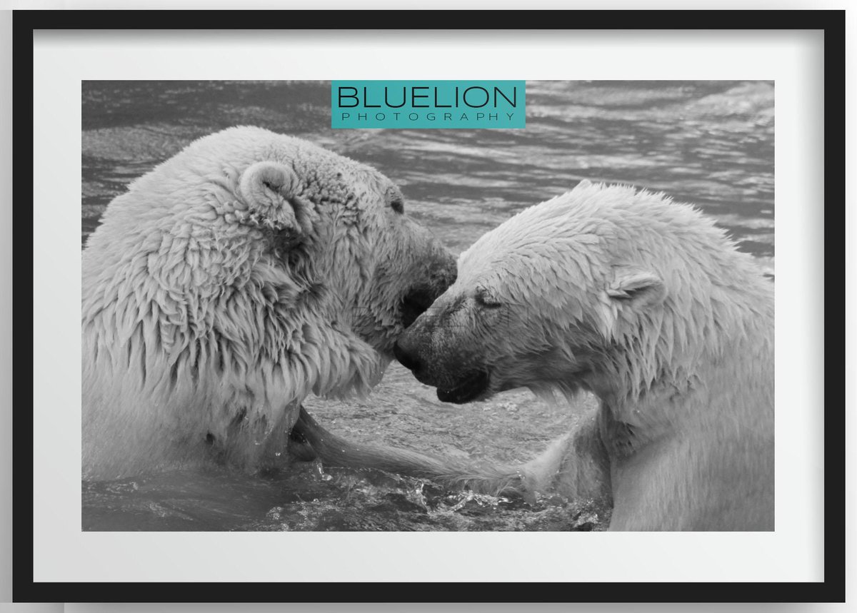 bluelion tweet media