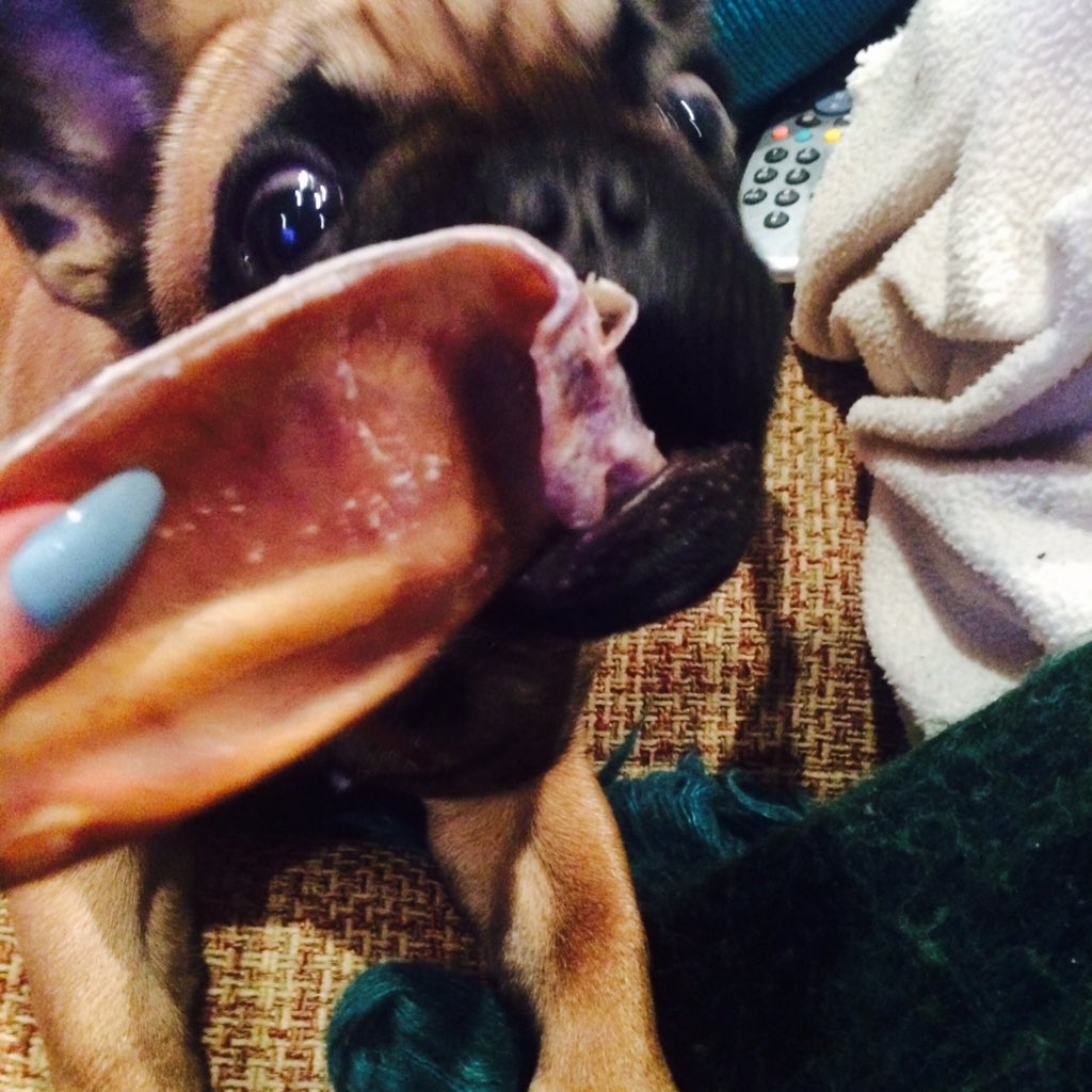 medders85's tweet photo. How is this little beast is now 5 months old #puppylove https://t.co/oHTqp4TVlO