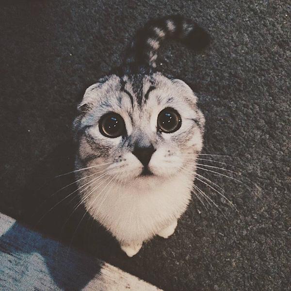 Those eyes when you're the only one who gets dessert.