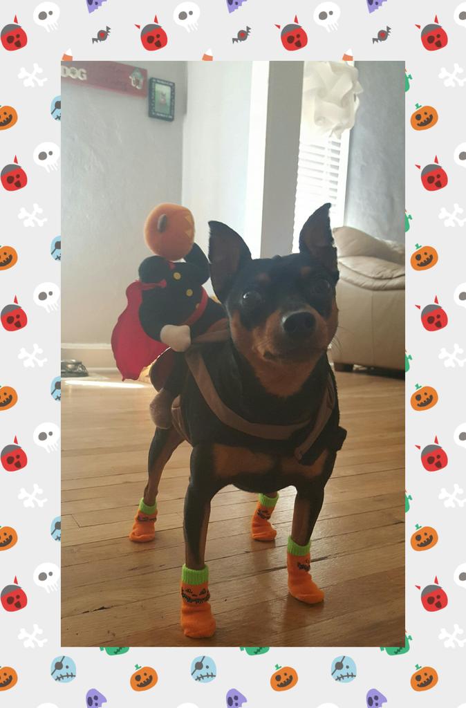 itsTiffTaff's tweet image. Pluto in his headless horseman rider costume #BlogPawsHalloween