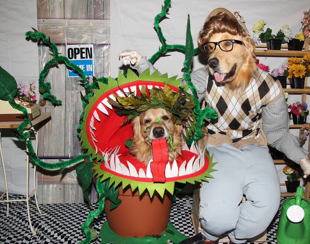 magicgolddogs's tweet image. Phoenix &amp;amp; Gryphon are Audrey II, the man eating plant &amp;amp; clerk Seymour from Little Shop of Horrors #BlogPawsHalloween