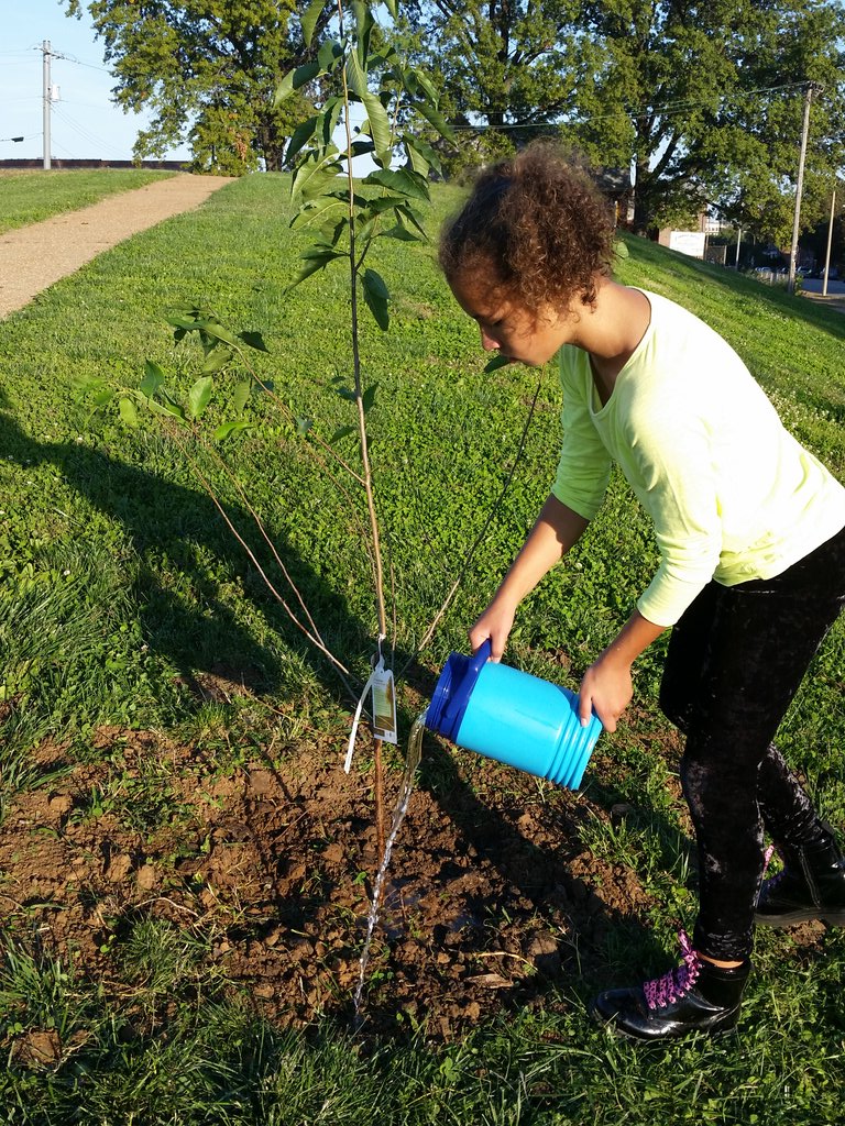 BermanLisa's tweet image. Here are my kids planting their wild plum in Chouteau Park. Thanks! #Plant4PeaceSTL