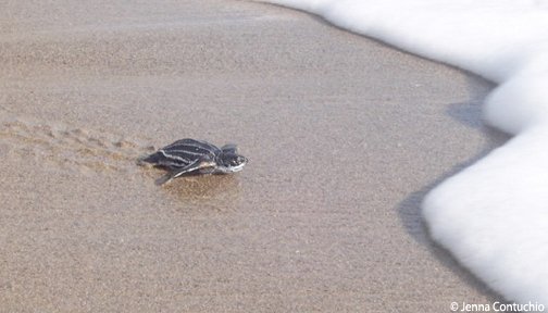 OurOcean's tweet image. We didn't forget about #TurtleTuesday! And, we hope you didn't either.