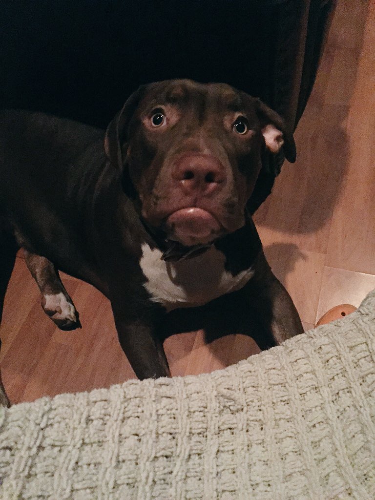 jennyfool's tweet photo. Diesel the pit 💟🐾 https://t.co/W0NF8qw1Dn
