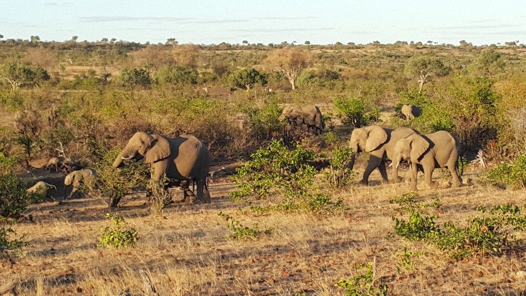 Elephants on the move following the wind. They'll never catch up :) I'm on the search for Tumelo, wind or no wind.