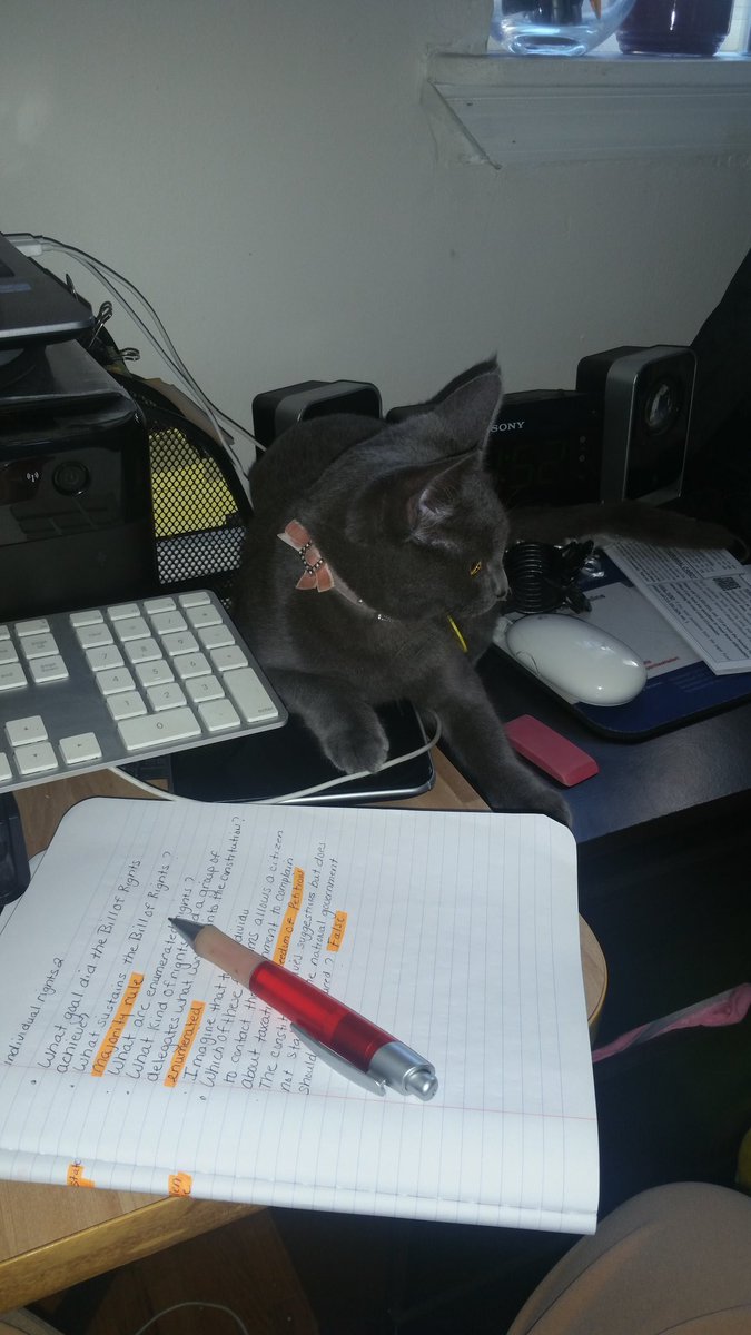 DinaRoman34's tweet photo. Excuse me are you comfy Gabriella 
#babykitty #CatsOfTwitter https://t.co/qAKrnDbqjd