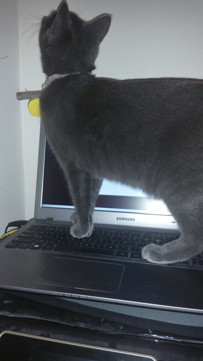 DinaRoman34's tweet photo. Think she is trying to tell me something ? #gabriella #babykitty #CatsOfTwitter https://t.co/qWd5k9SUk9