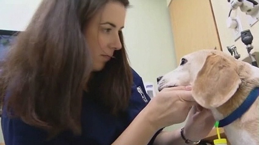 If you have a dog, you need to know the dangers of Xylitol. bit.ly/1ksPWho