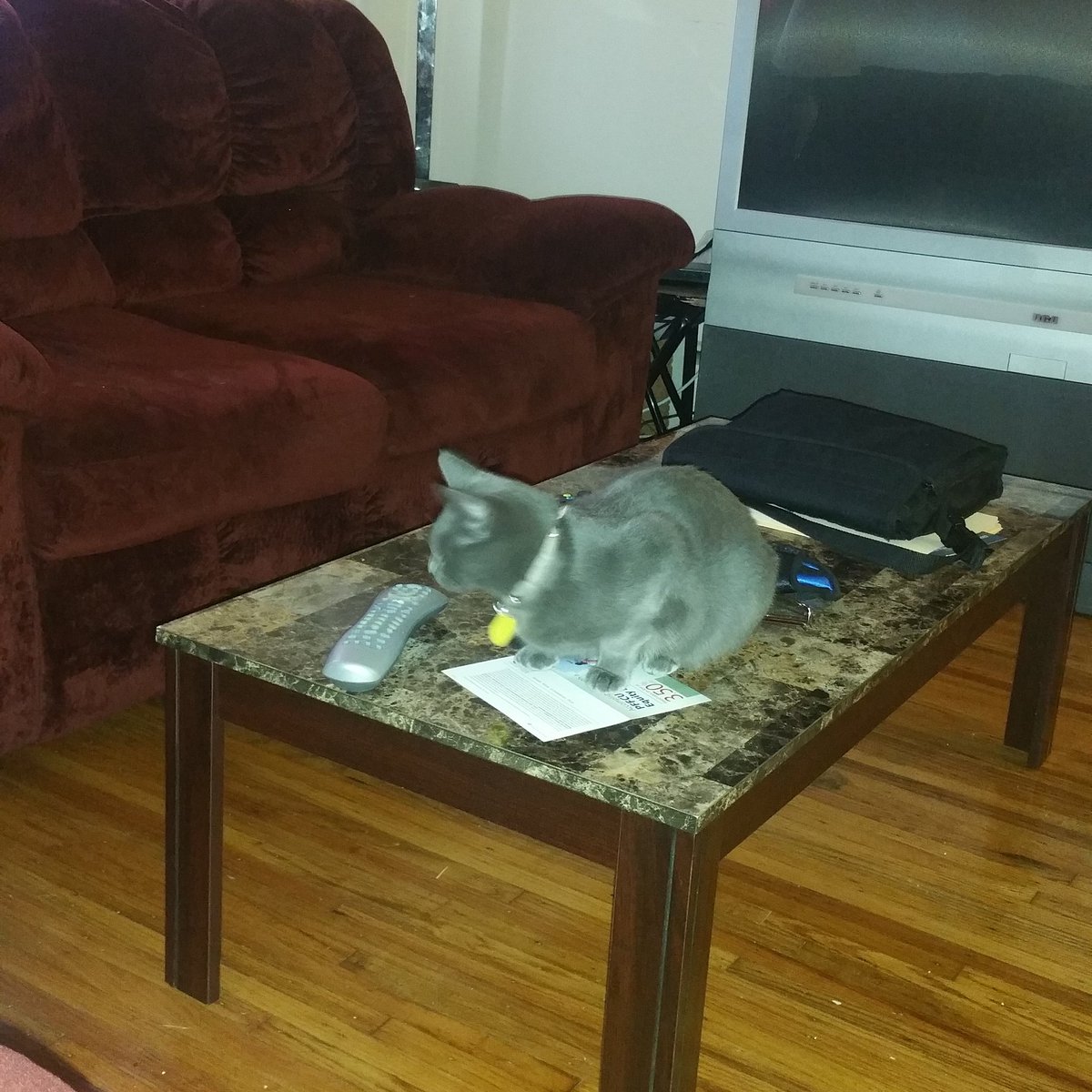 DinaRoman34's tweet photo. Spoiled Kitty ♡ Gabriella #babykitty #CatsOfTwitter https://t.co/xkaEN9u6s1