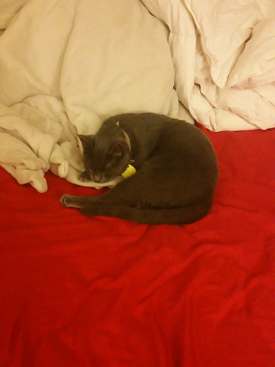 DinaRoman34's tweet photo. Shhhh..... Gabriella is sleeping #CatsOfTwitter https://t.co/DyCHYzHccL