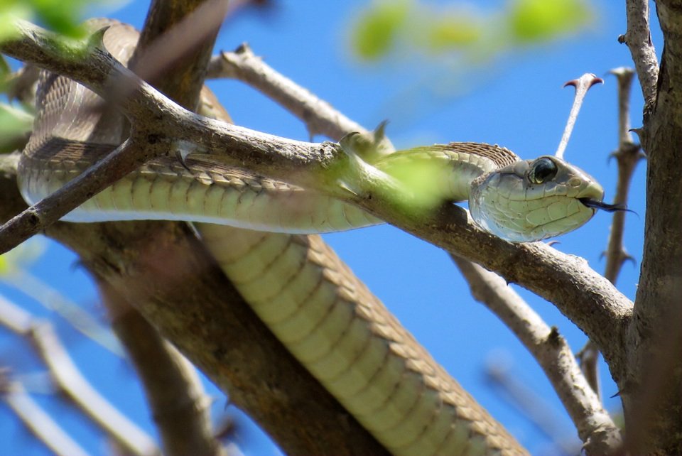 ReMarcable5's tweet image. In the tree at my door.  The birds called me and left me to deal with a visitor: An old acquaintance.