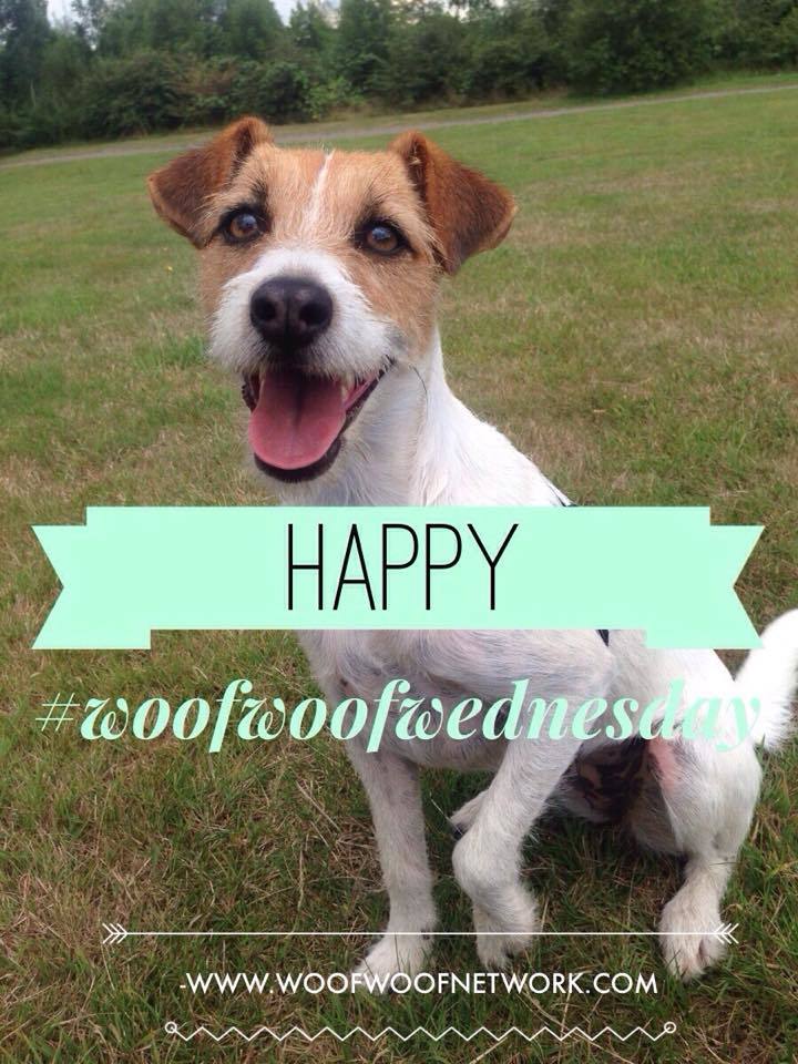 BizWonderland's tweet image. Happy #woofwoofwednesday friends, its our favourite day. Please join us this evening 8-9pm GMT everyone welcome!