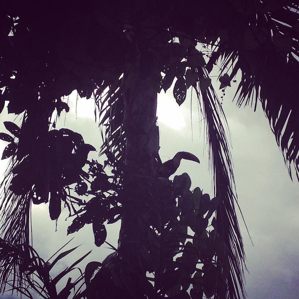 ChocolateIguana's tweet photo. Chestnut-Mandibled Toucan (Ramphastos swainsonii) #birdlife #toucan #biodiverse #rainfores… https://t.co/mj4ULBYsRa https://t.co/o1LwMF5cs2