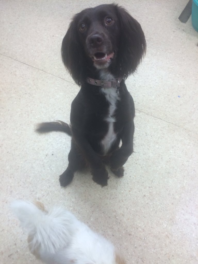 Dundrum dog grooming (DogGroomingD14) Twitter