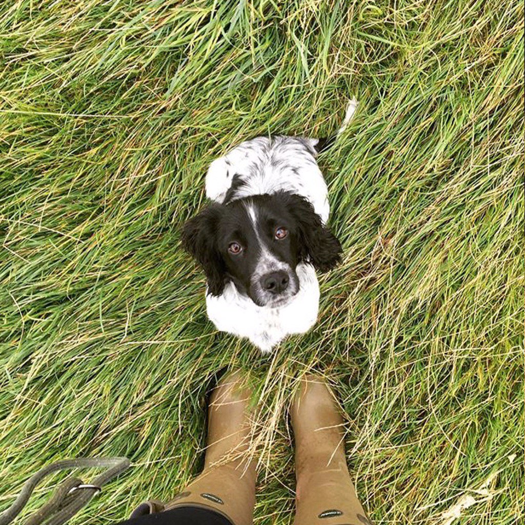 LeChameau1927's tweet photo. Animal's wednesday 🐫🐶👌#lechameau #maitrebottier #boots #1927 #rainy #rubber #hunting #chasseur #dog 📷: @leanneglen https://t.co/JzNmJHlOBs