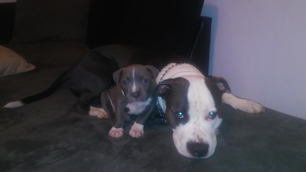 GoddessAiden's tweet photo. Having a. cozy, lazzy morning with my fur babies. #pitbulls #pitbullpride #bluenose https://t.co/CgkB6hM7bv