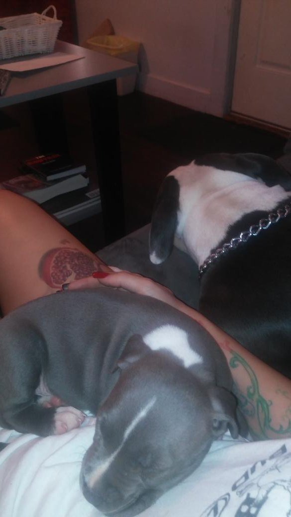 GoddessAiden's tweet photo. Having a. cozy, lazzy morning with my fur babies. #pitbulls #pitbullpride #bluenose https://t.co/CgkB6hM7bv