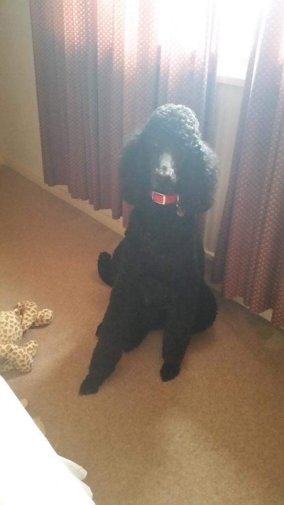 cimemusic_edu's tweet photo. @PetsatHome #VIPDec2015 Sherlock Poodle was given to me 3 years in dec. I suffer from M.E. and he has saved me x https://t.co/vvyU2uuDTE