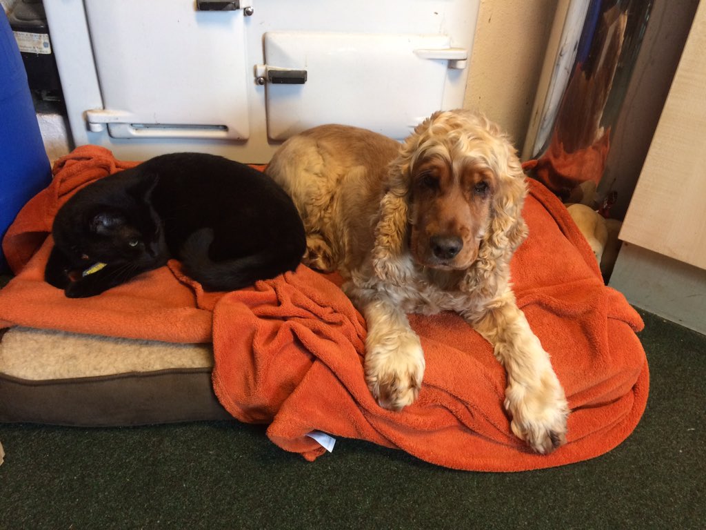 iamclivecat's tweet photo. @PetsatHome this is Clive and Ted relaxing together on our bed. #VIPDec2015 https://t.co/X3tQlpafsJ