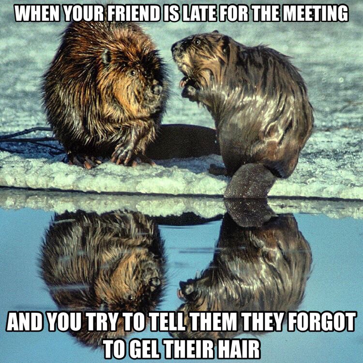 fun4jwonly's tweet photo. #kingdomhall #jwlife #jwmeme https://t.co/iMzhPaXjJt