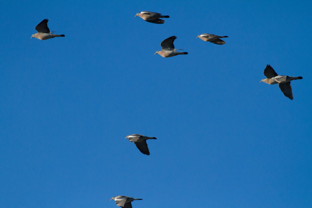 #migration Les dernières palombes continuent à passer dans le sud ouest ! Et vous ça passe toujours ? #Solognac