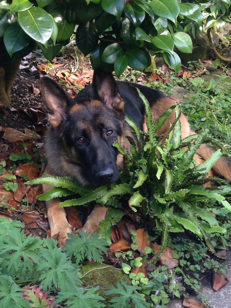 Fitzaroo1978's tweet photo. @PetsatHome #VIPDec2015 our girl Rogue trying to hide! https://t.co/TYKTkS3A5W