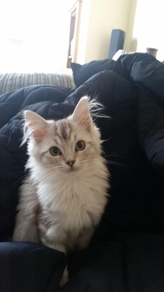 W01fette's tweet photo. Our new kitten Willow we think shes stunning & she has a lovely nature. I am a VIP member #VIPDec2015 #competition https://t.co/QfE0tChAyu