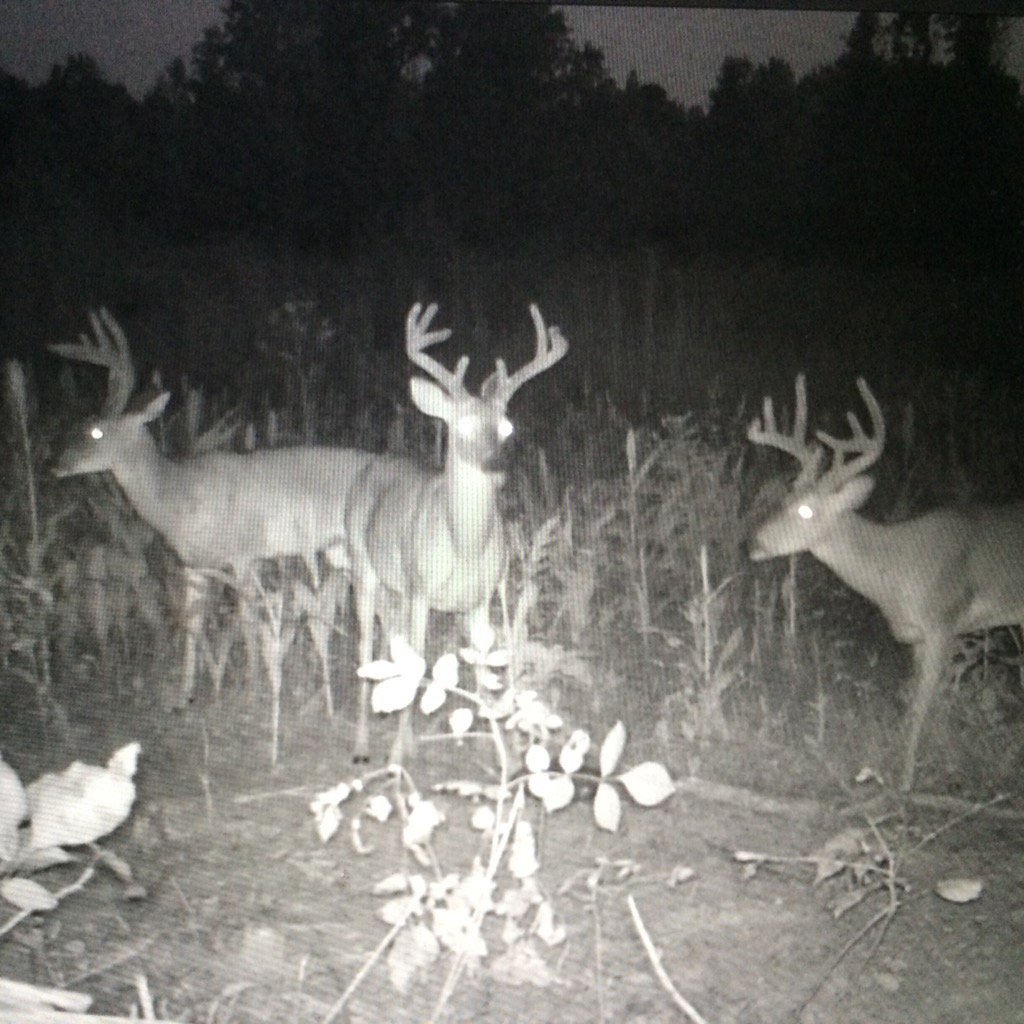 ducklessoutdoor's tweet photo. Ready for the weekend so we can get back up in the stand! #whitetailinstitute #powerplant https://t.co/L7se3FyfTG
