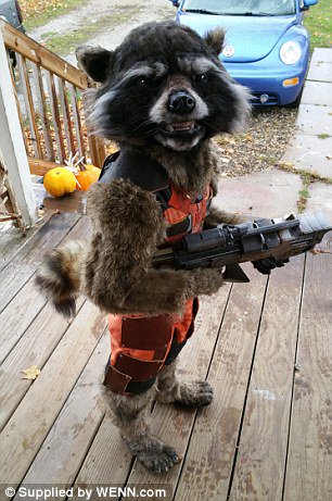 Pack it up. This kid's Guardians of the Galaxy Rocky Raccoon costume