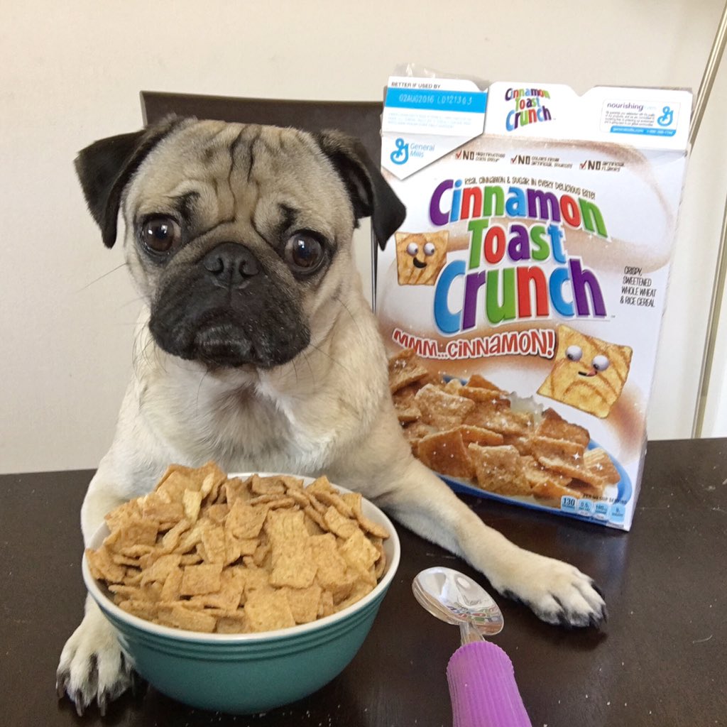 Can Dogs Eat Cheerios? Which Cereals 