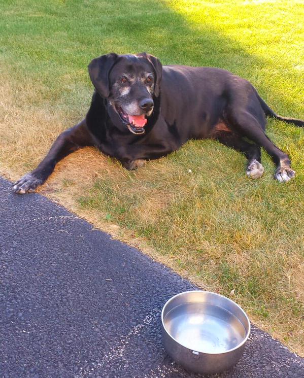 StateGiftsUSA's tweet photo. Harley loves happy hour & his Tail Bangers dog treats:
https://t.co/KqzPDLywmn
#Harley #HappyHour #MadeInDelaware https://t.co/2ZTLKdll61