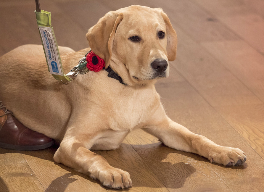 thismorning's tweet photo. Because we know we don't need an excuse to share this gorgeous face with you! #TMClover #puppylove @guidedogs https://t.co/1EHJKctAZ4