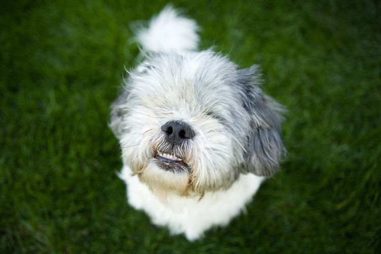 barkmeowdotcom's tweet photo. The mystery of tail wagging has finally been solved! https://t.co/iPPM80IRf9 by @goldieharrison https://t.co/aU4sxUYXgj