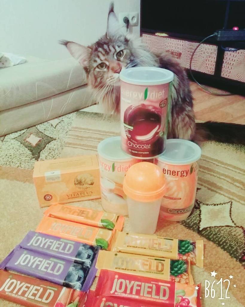 InstaBratsk's tweet photo. Даже Буша выбирает здоровый образ жизни!💪😺 #NL #energydiet #mainecoon #joyfield #братск https://t.co/biHf6SXD8J