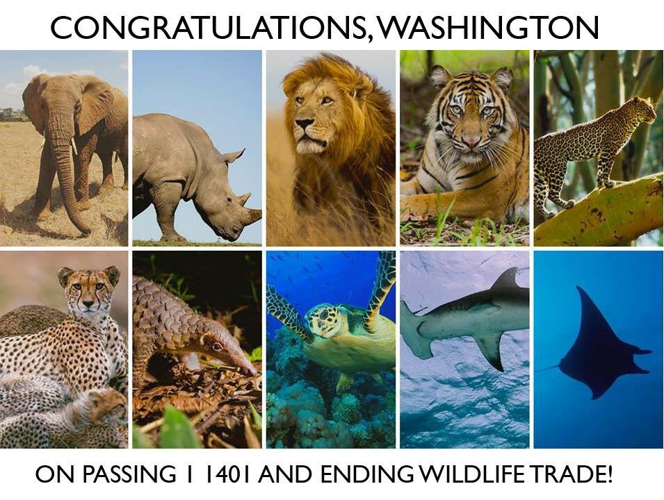 EleRhinoMarch's tweet photo. Thank you #Washington State for ending trade in threatened species! #DemandAppendix1 https://t.co/a2GoKTc6aA https://t.co/GmZjNc2IOQ