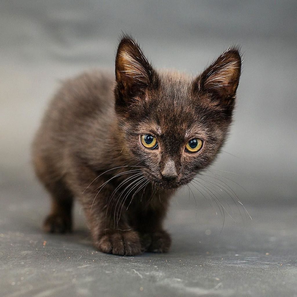 ImogenTheKitten's tweet photo. This itty bitty kitty is Shrek. He's available at West Valley shelter 😺😺 #blackcatproject https://t.co/kKoUyVIcVK https://t.co/na4bBL48Py