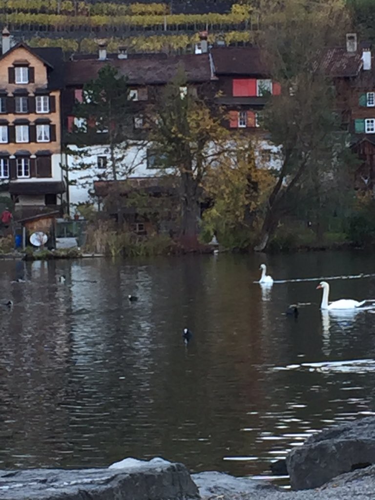 chica_twopatch's tweet photo. Bald werden die hässlichen #Entlein ganz in weiss sein💛 #Werdenberg #See https://t.co/BwmZc9JIHn