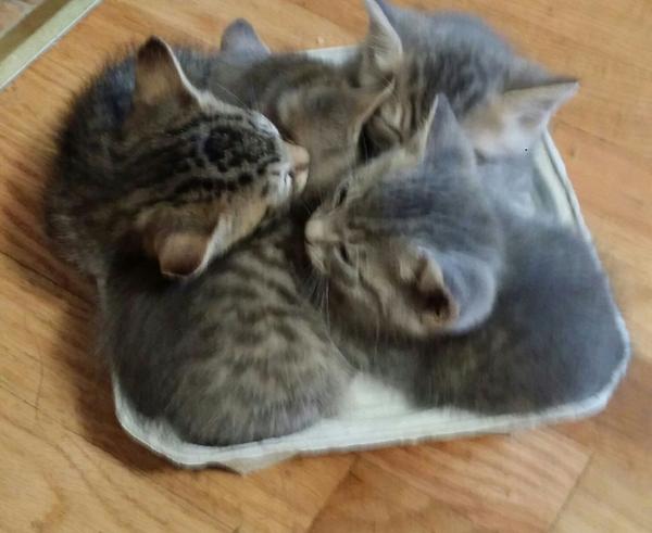 KittySource tweet picture