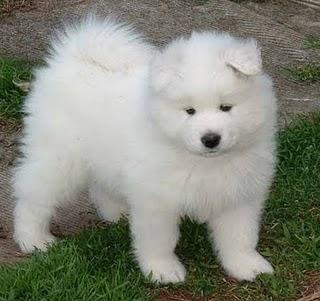 ShugrShane's tweet photo. @Bplasan a samoyed! https://t.co/AF2kS7rhB2