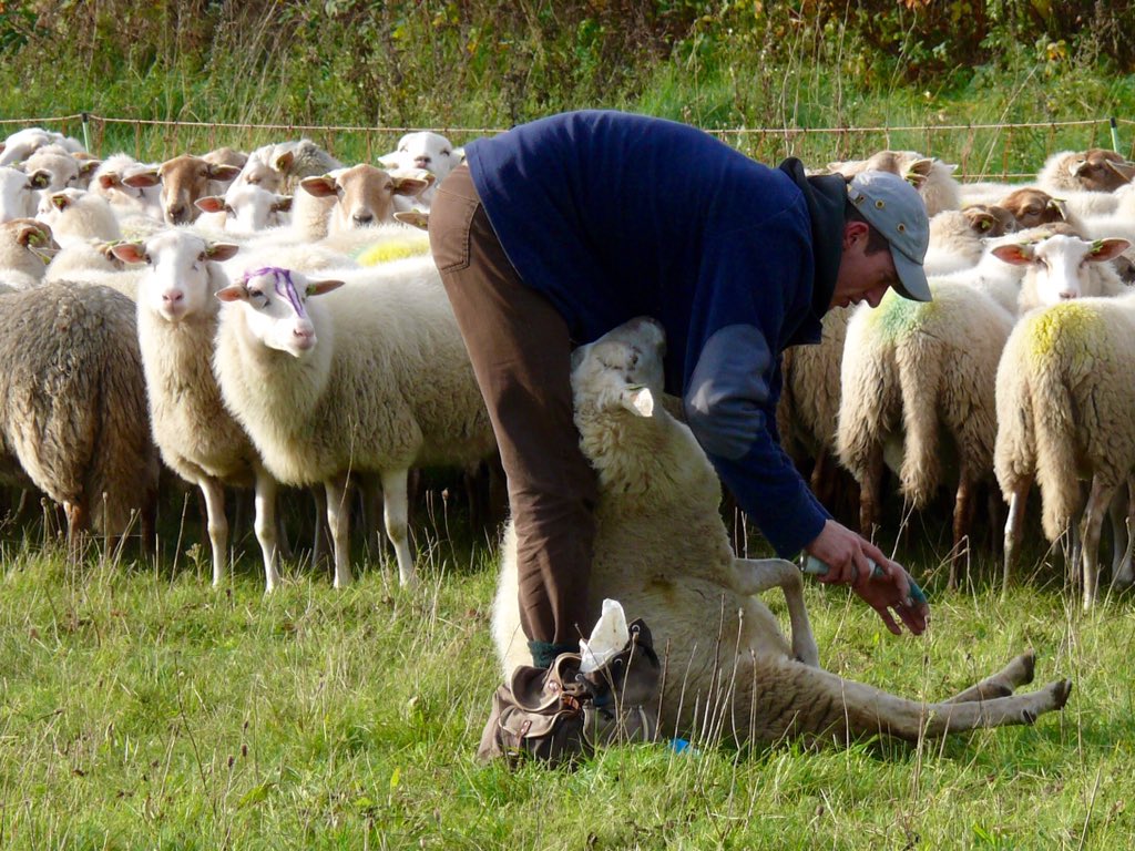 henkeikholt13's tweet photo. Herder @BartWillers vandaag druk met klauwtjes controle @kuddeheerdepe @Schapennatuur @PloegdrieverANV @kiekdor https://t.co/YpQxi1r7Dg