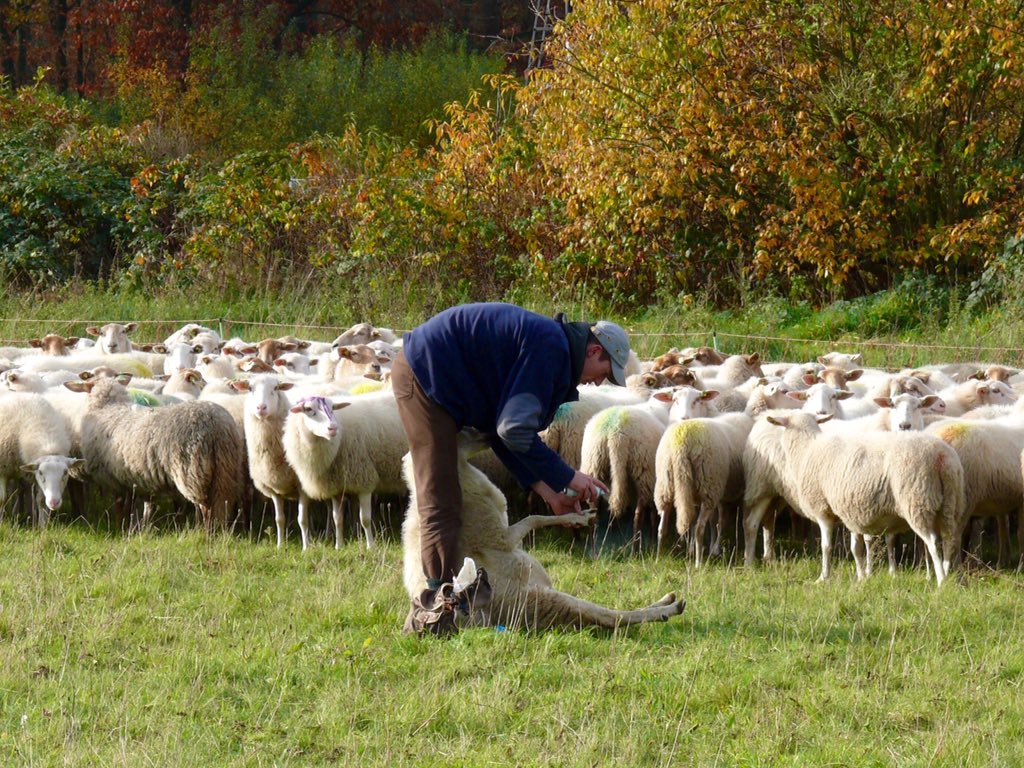 henkeikholt13's tweet photo. Herder @BartWillers vandaag druk met klauwtjes controle @kuddeheerdepe @Schapennatuur @PloegdrieverANV @kiekdor https://t.co/YpQxi1r7Dg