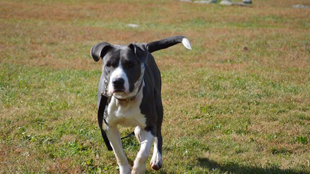 WKRN's tweet photo. Shelter partners with Nashville K-9 to train dogs with behavior issues: https://t.co/nrUBQZjiaz https://t.co/tK9kwy6dcX