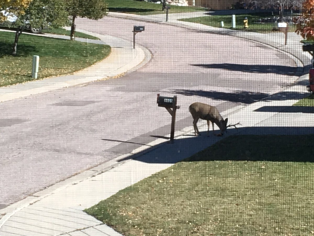 gabaroo's tweet photo. There's a buck eating a pumpkin just out my window. #deerhere #lovewhereilive #nomorehalloween https://t.co/515SvvqBtt