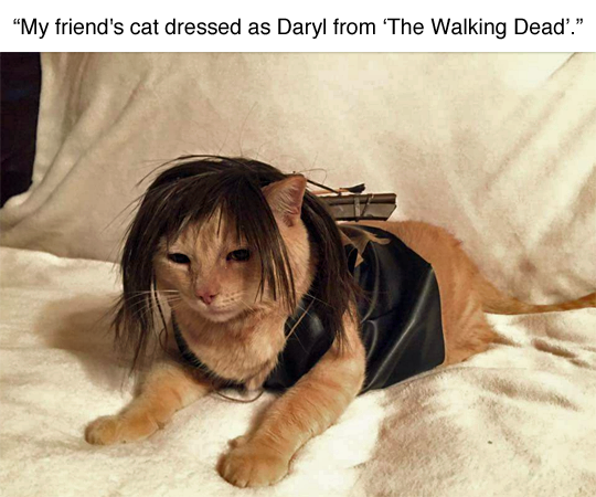 AJCarlisle_'s tweet photo. Hola, @MalwidaWL, he disfrazado a tu gato de Daryl de The Walking Dead (?) https://t.co/ayxZRY97bF