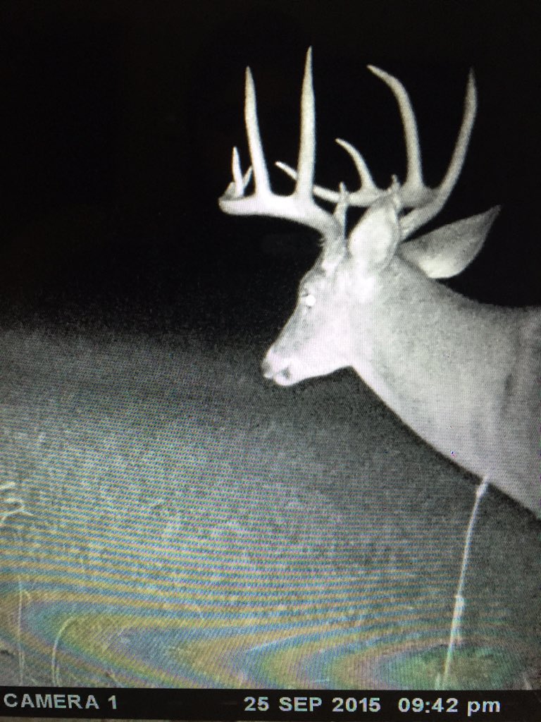 CopeRyan153's tweet photo. @GreggRitz  I would like your professional opinion. Our land is trophy mgmt for 4yrs. Do these bucks look mature? https://t.co/eBiGnJ0OX4