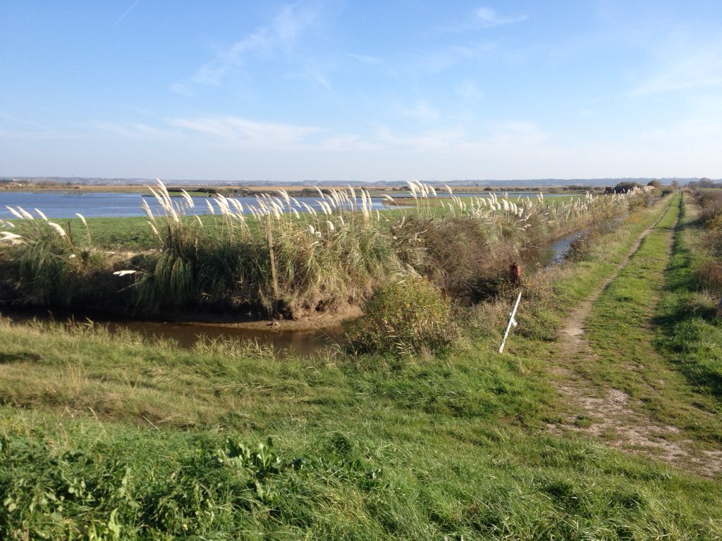 renaudsolacroup's tweet image. Début de matinée en bord d'@EstuaireGironde