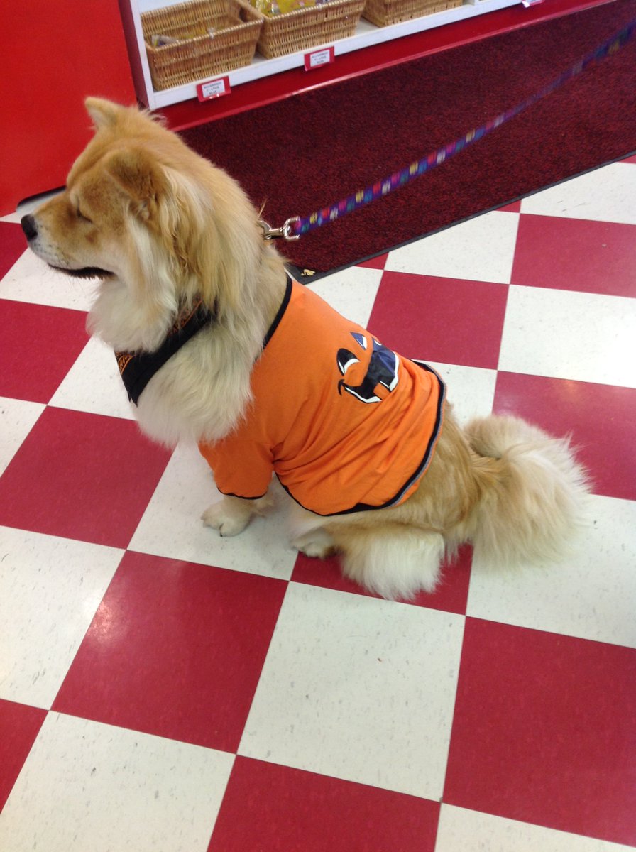 GlobalNiagara's tweet photo. Renee and Wayne brought in Coco for a Halloween visit! #Dogs #Cute #GlobalNiagara #Halloween https://t.co/yyWUZkICTY