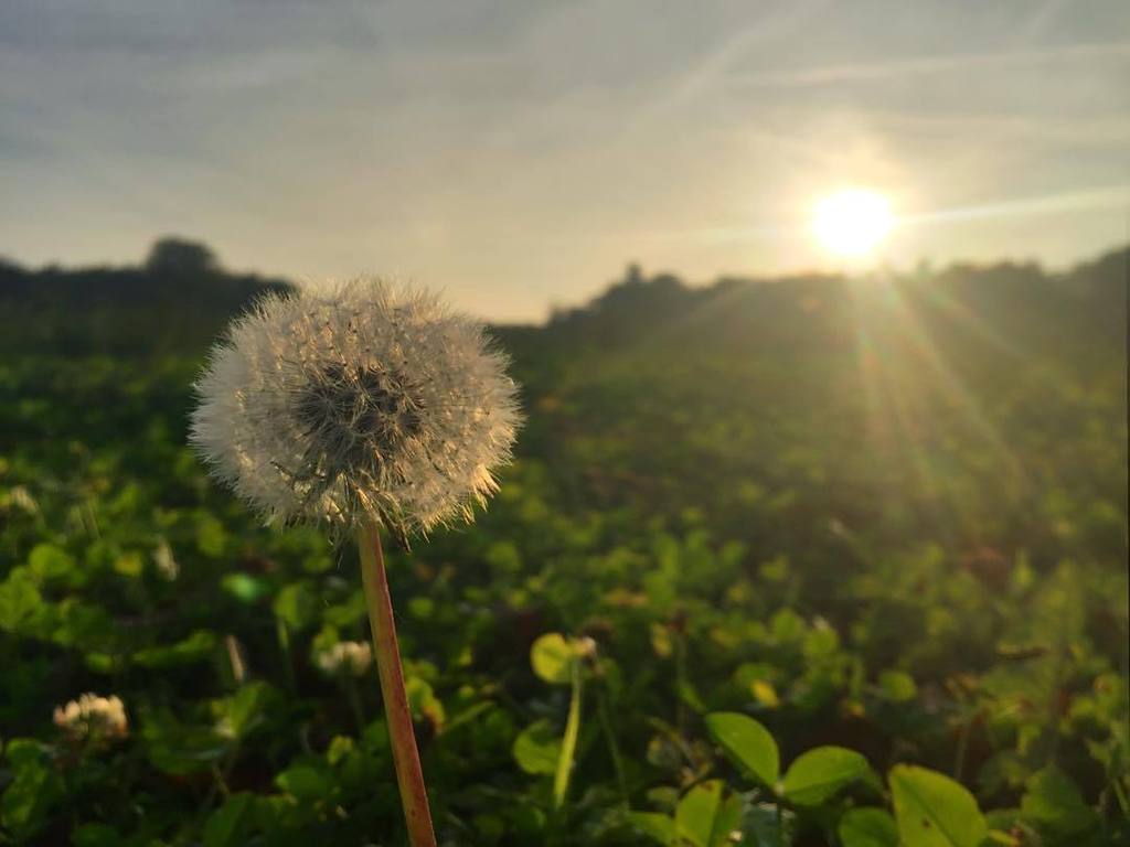 DansLowNotes's tweet photo. Dandelion in the setting sun
#autumn #colours #sunset #sun #sunbleach #groundlevel #dande… https://t.co/UobBMoTdZx https://t.co/vXtxOgAqeE